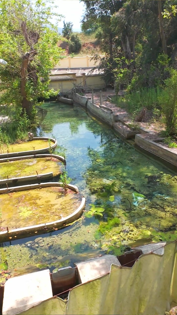 Water and trees at Rachiine